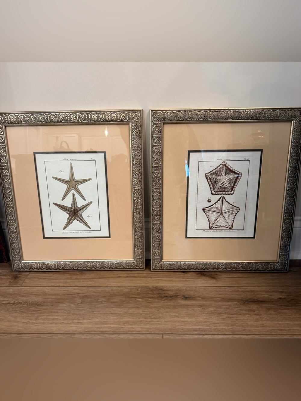 Bernard Direxit Vers Echinodermes Starfish Engraving Prints Set of 2 Framed